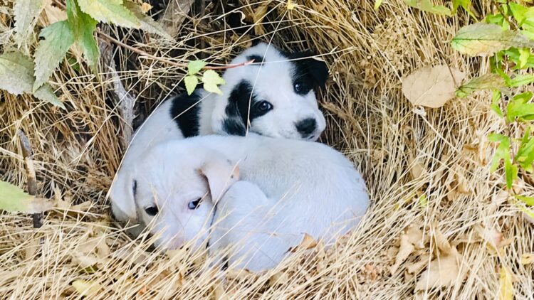 Two white and black puppies in brown nest