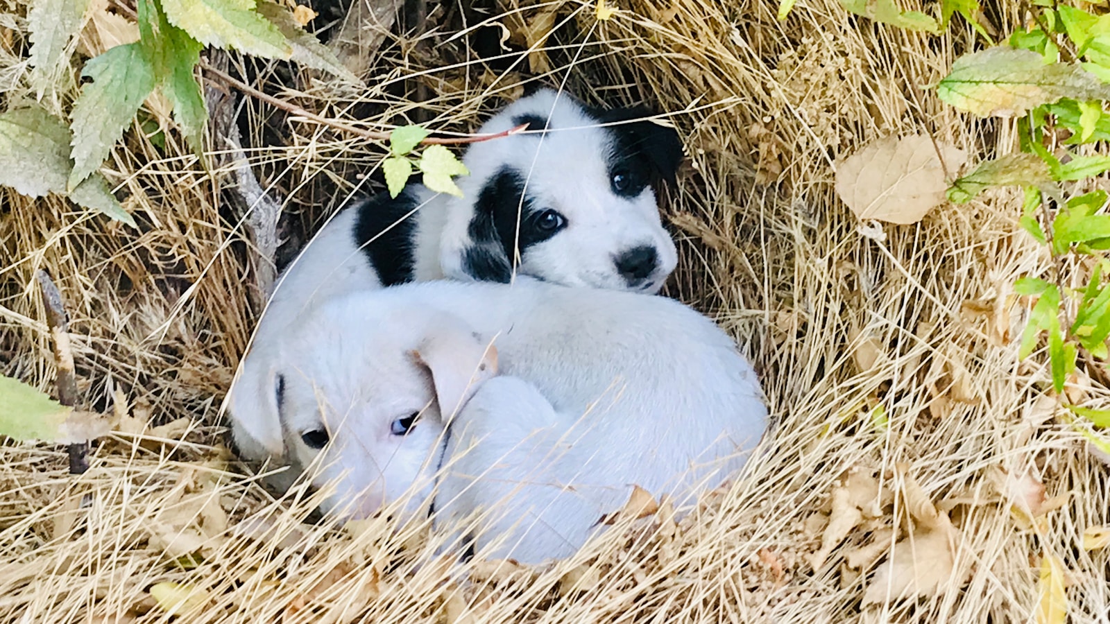 Two white and black puppies in brown nest
