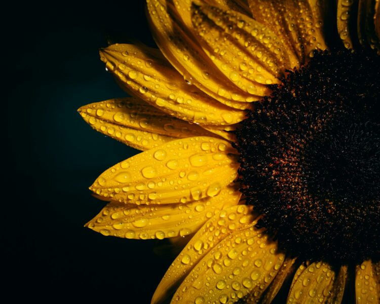 Focus photography of sunflower