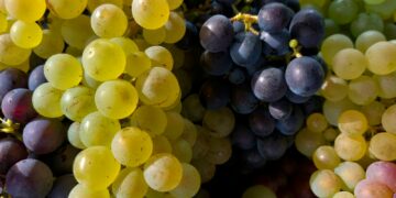 a close up of a bunch of grapes
