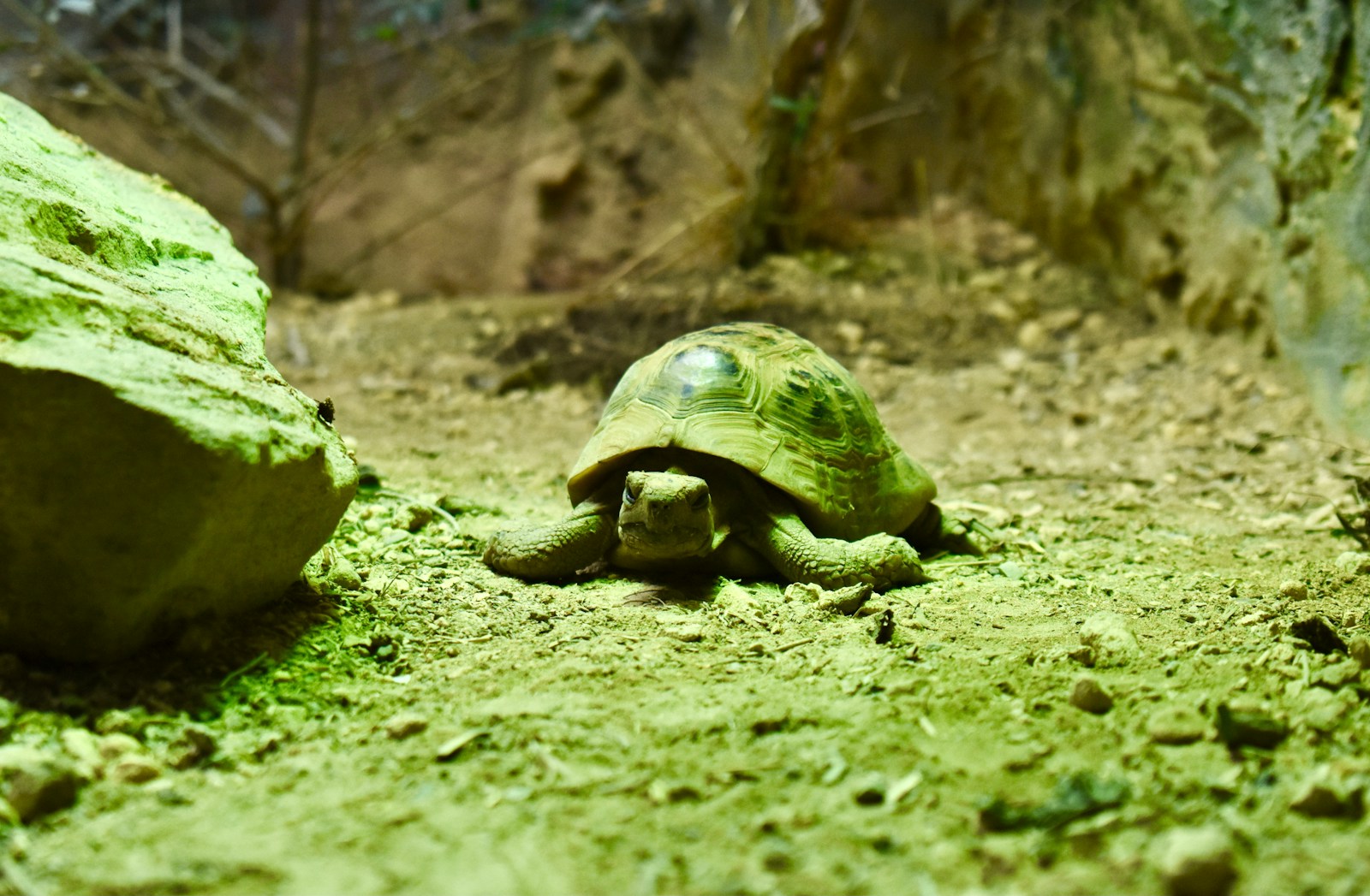 A turtle on the ground