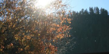 the sun shining through the leaves of a tree