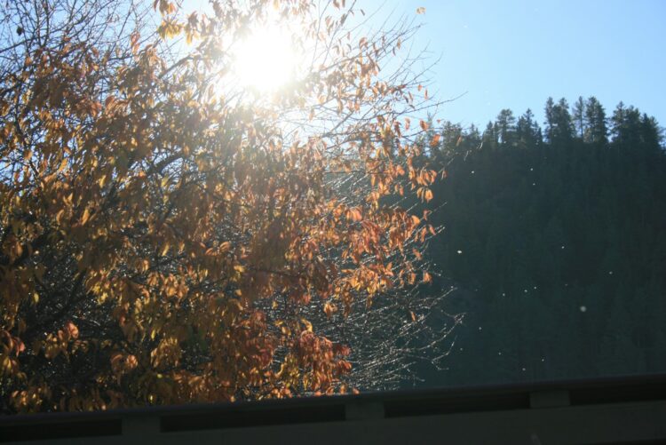 The sun shining through the leaves of a tree