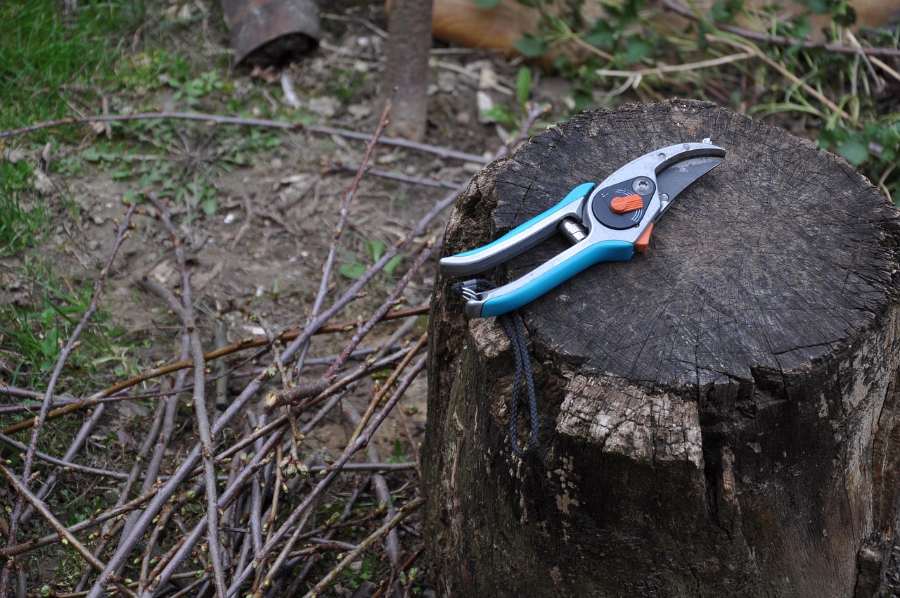 Pruning shearing scissors gardening vine chump gray gardening pruning pruning pruning pruning pruning