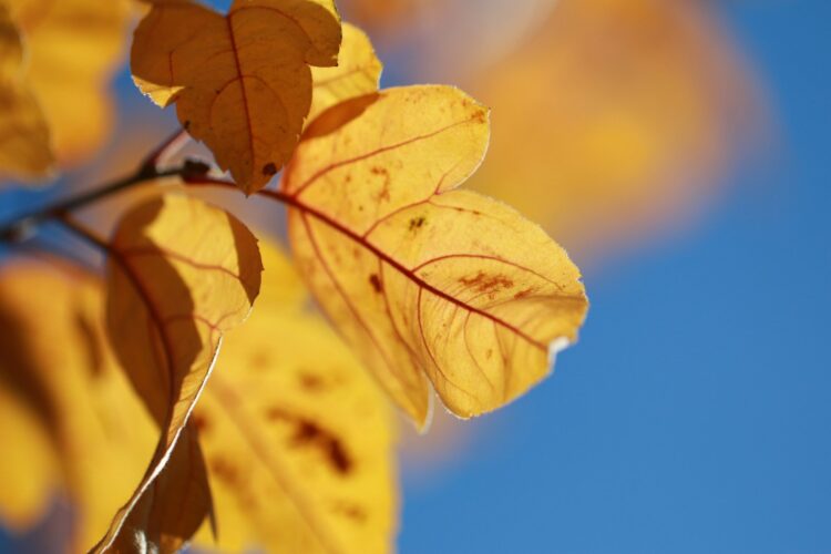 A close up of yellow leaves