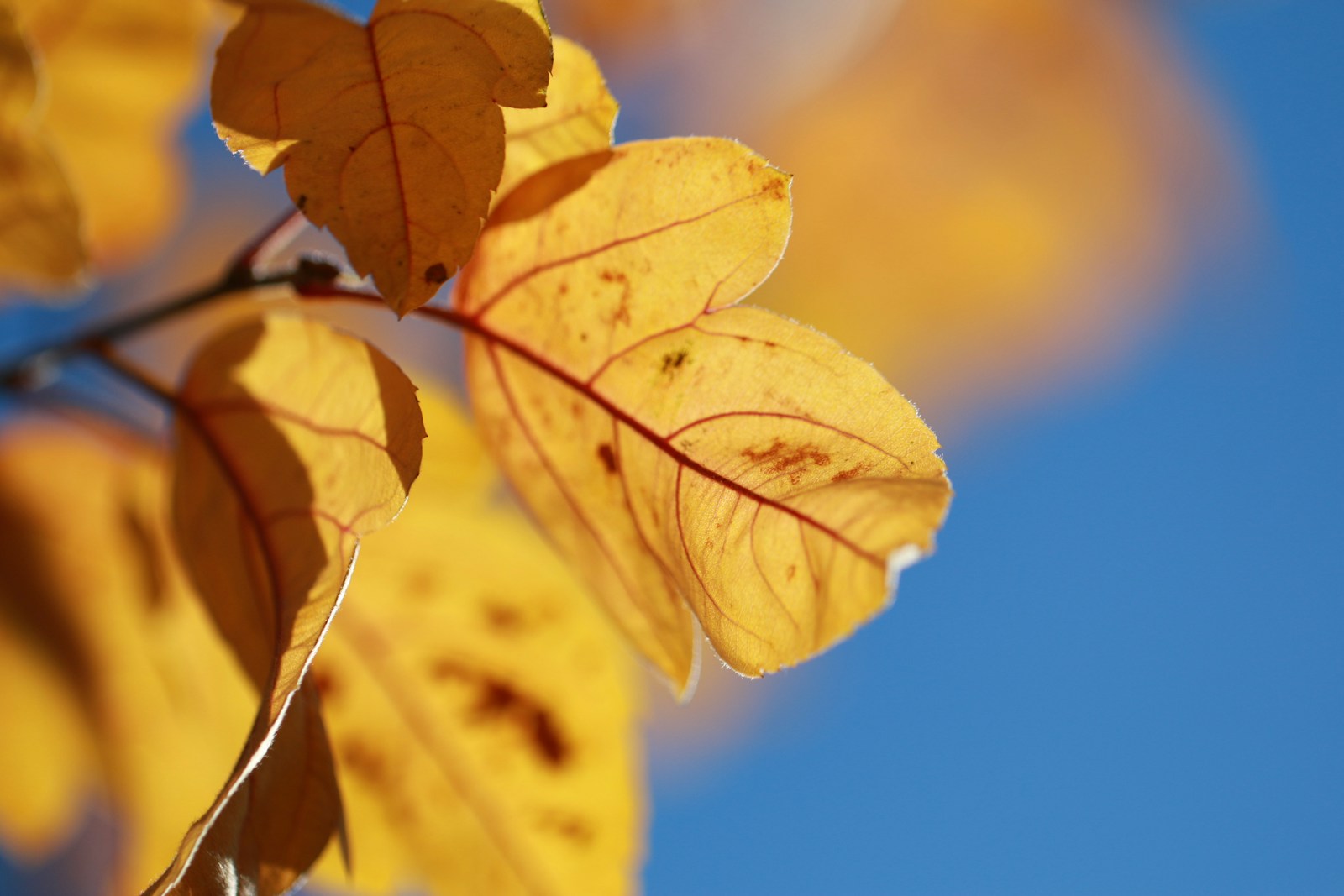 A close up of yellow leaves