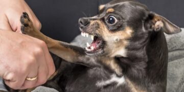 Agressieve hond? Dit is het enige wat je kan doen om hem van je af te slaan