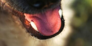 A close up of a dog's face with its tongue out