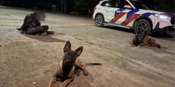 Boeren zijn er helemaal klaar mee en nemen het heft in eigen handen en vangen boeven