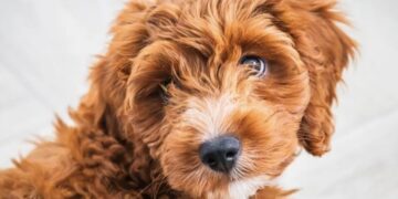 Dit zijn de stoutste hondenrassen ter wereld (en je zal het nooit verwachten)