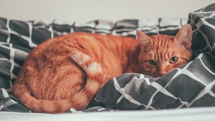 Orange tabby cat lying on black and white textile