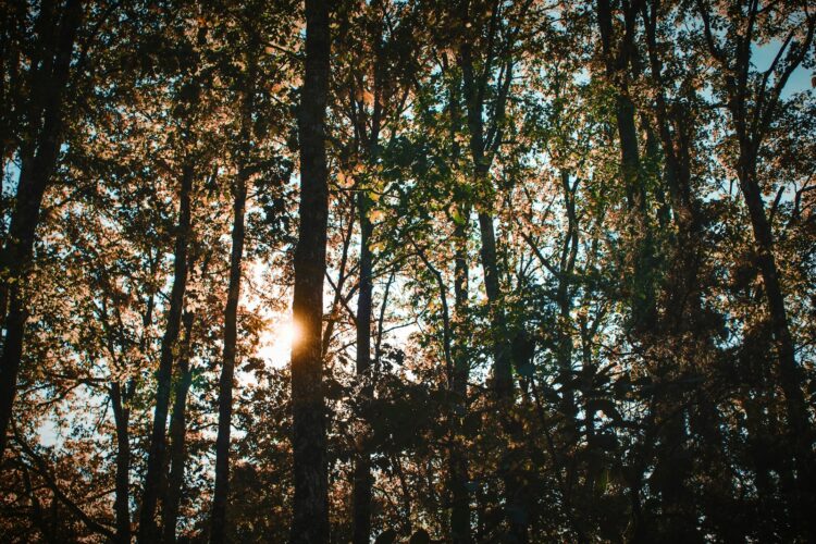 Sunlight through trees
