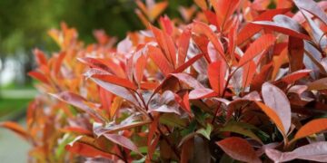 Let op! Snoei deze planten nooit in de herfst