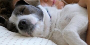 Psycholoog legt uit: dit zegt het over je als je je huisdier bij je in bed laat slapen