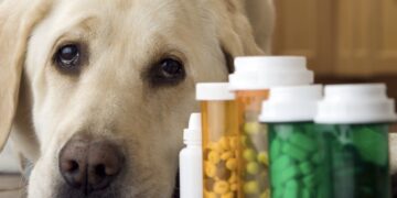 Moet je je huisdier extra vitamines en supplementen geven in de winter?