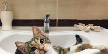 Is jouw kat ook dol op de badkamer? Dit is de reden waarom!