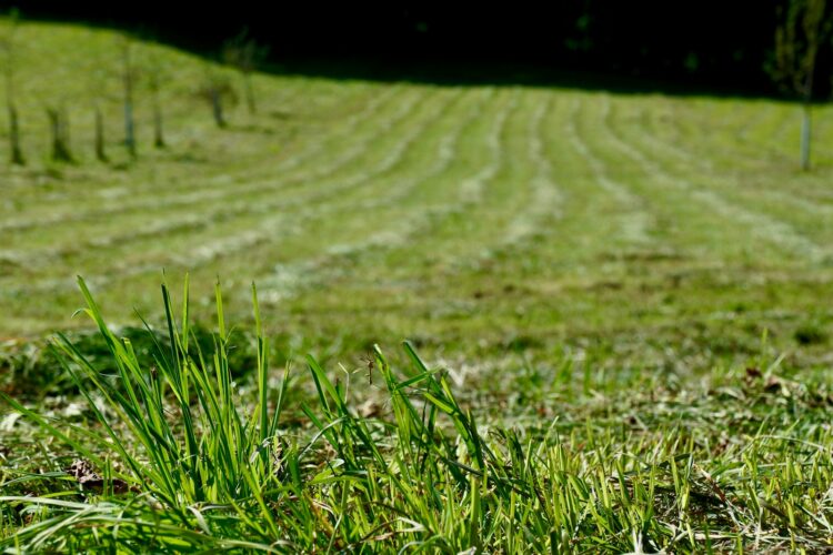 Green grass field during daytime