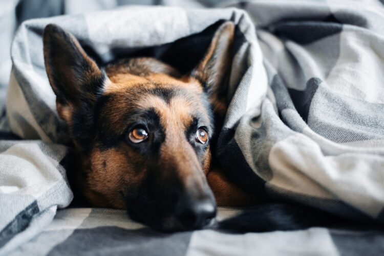 Brown and black german shepherd lying on gray textile