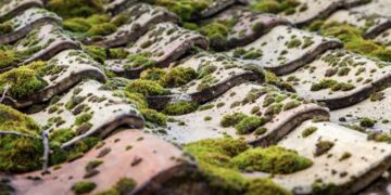 Verwijder mos altijd direct van je dak! Dit is waarom