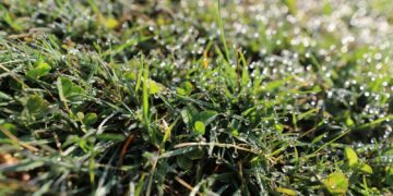 selective focus photography of green grass