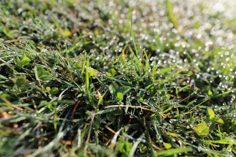 Selective focus photography of green grass