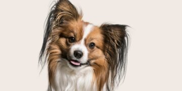 Dit zijn de meest gehoorzame hondenrassen