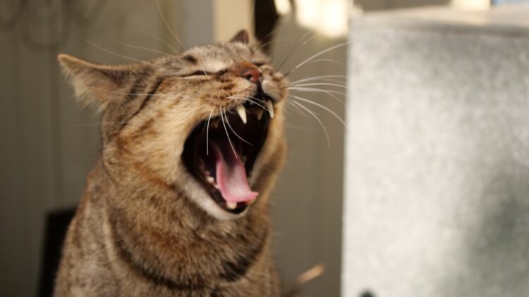 A cat with its mouth open and it's mouth wide open