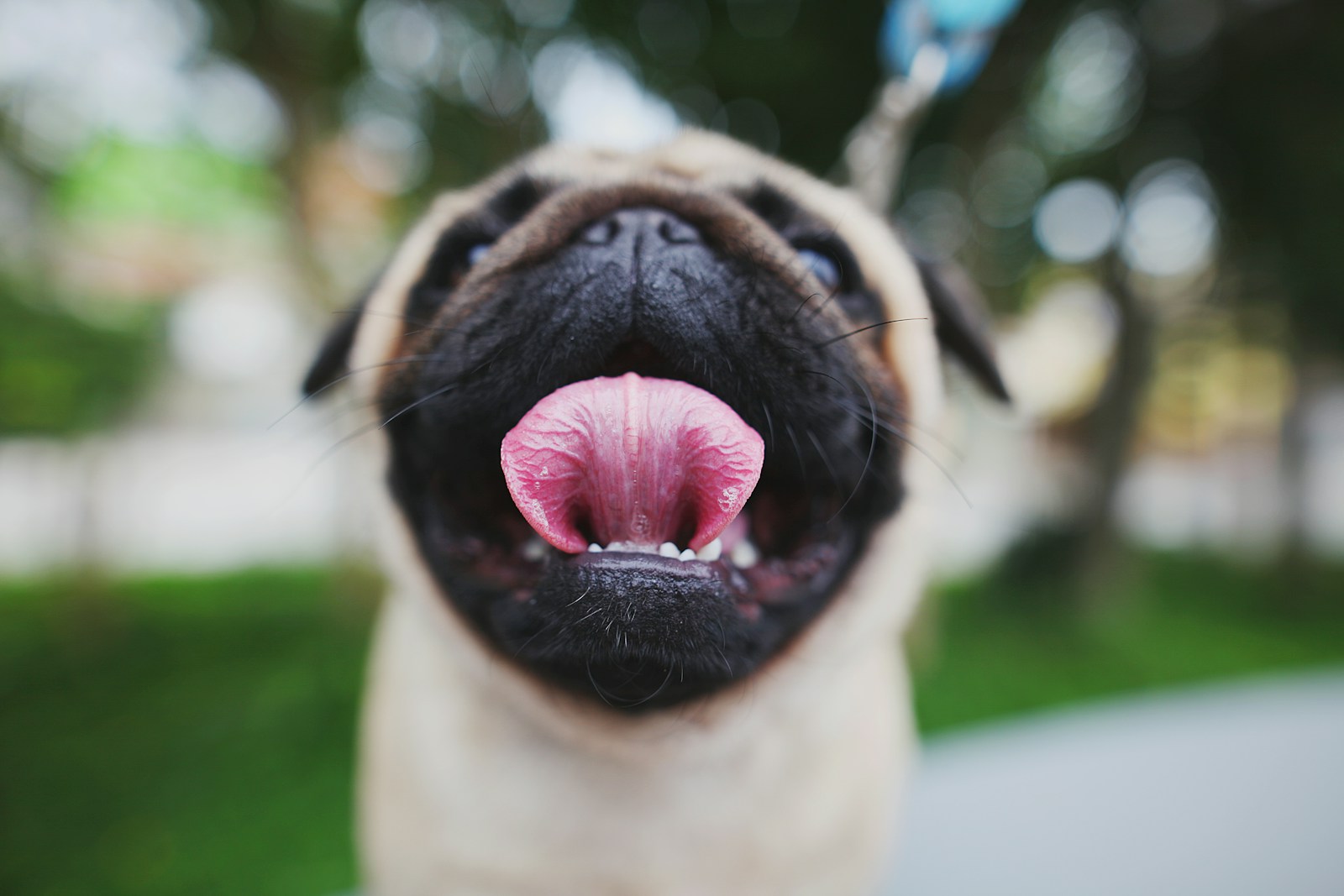 Pawn pug showing tongue