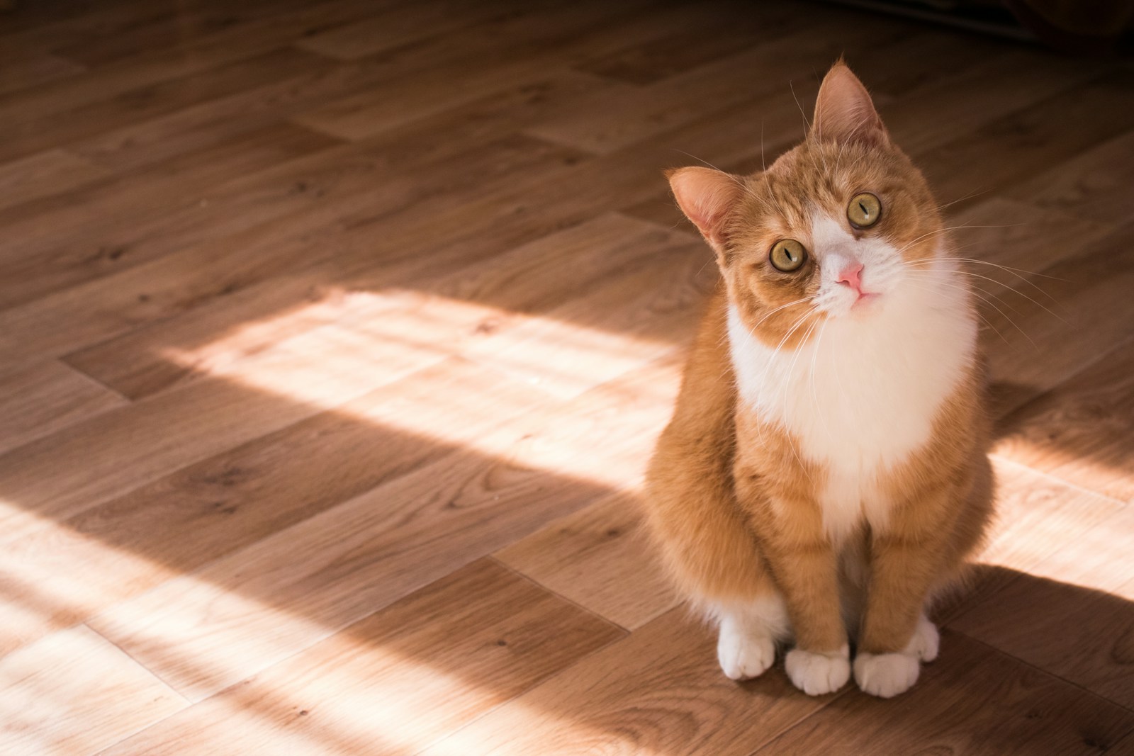 Short fur brown and white cat resting on floor
