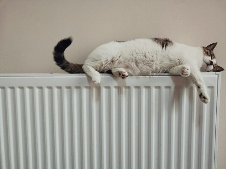 White and black cat on white radiator heater