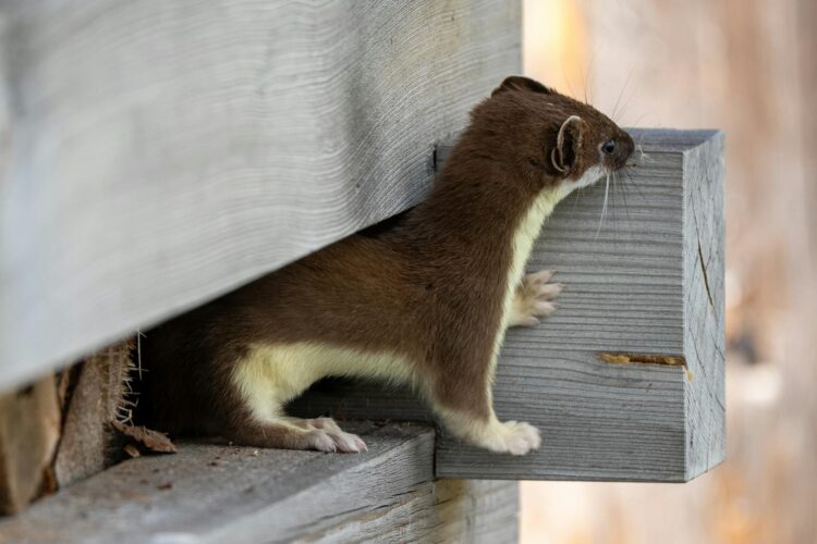 A weasel peeks out of a wooden crevice showcasing its curious nature in a natural setting