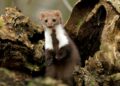 White and brown ferret on brown tree bark