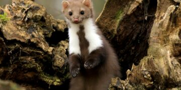 white and brown ferret on brown tree bark