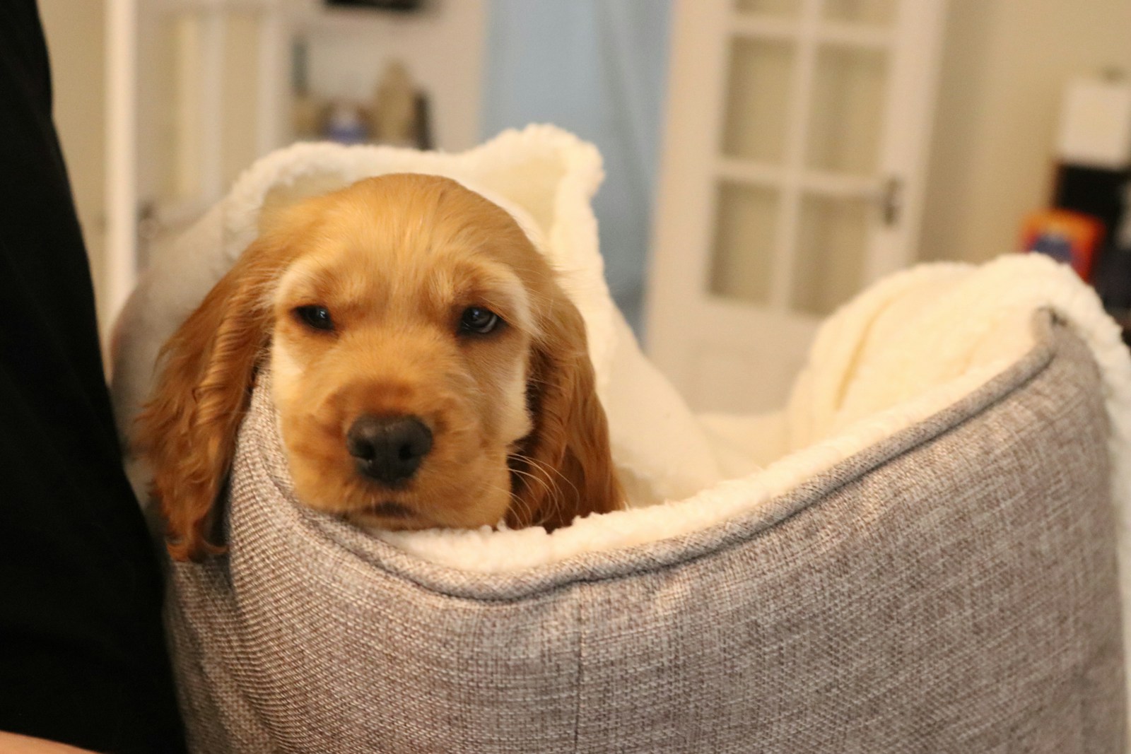Cozy puppy resting comfortably in its bed