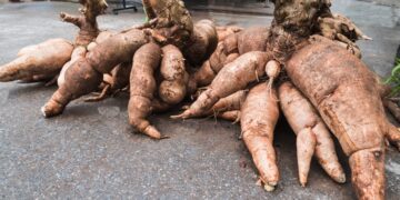 ’s werelds ‘dodelijkste voedsel’ doodt jaarlijks 200 mensen en de kans is groot dat je het wekelijks eet…