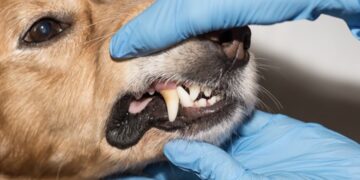 Dit is waarom het gebit van je hond controleren zo belangrijk is