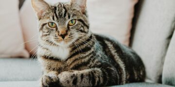 selective focus photo of gray tabby cat