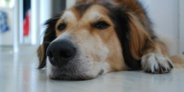brown and white long coated dog lying on white floor