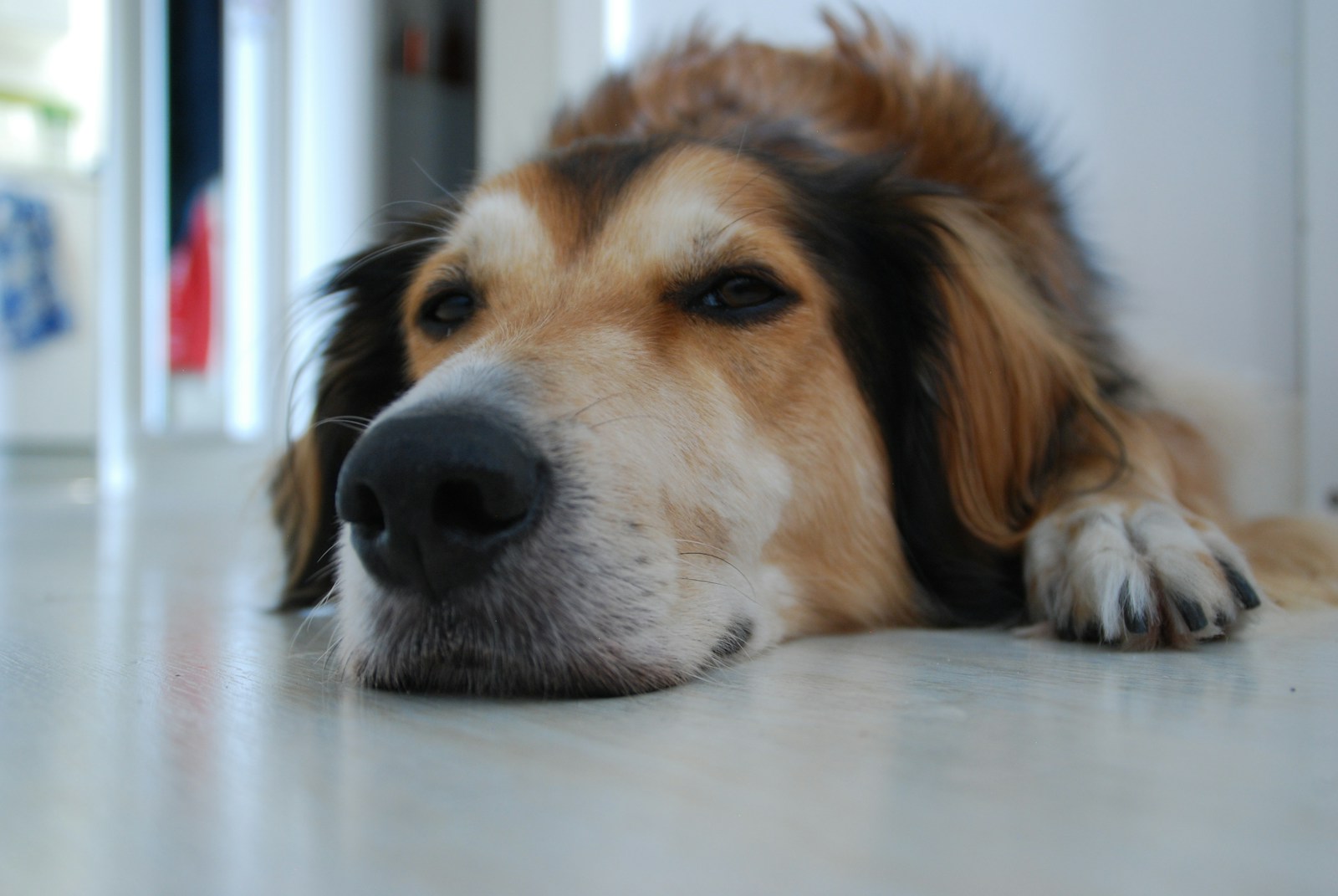 Brown and white long coated dog lying on white floor