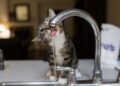 Drinkt jouw kat wel eens uit de kraan? De reden had ik nooit verwacht