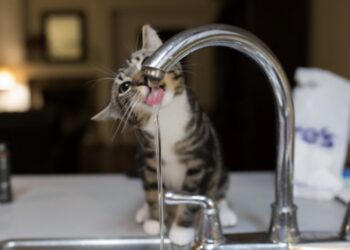 Drinkt jouw kat wel eens uit de kraan? De reden had ik nooit verwacht