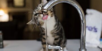Drinkt jouw kat wel eens uit de kraan? De reden had ik nooit verwacht