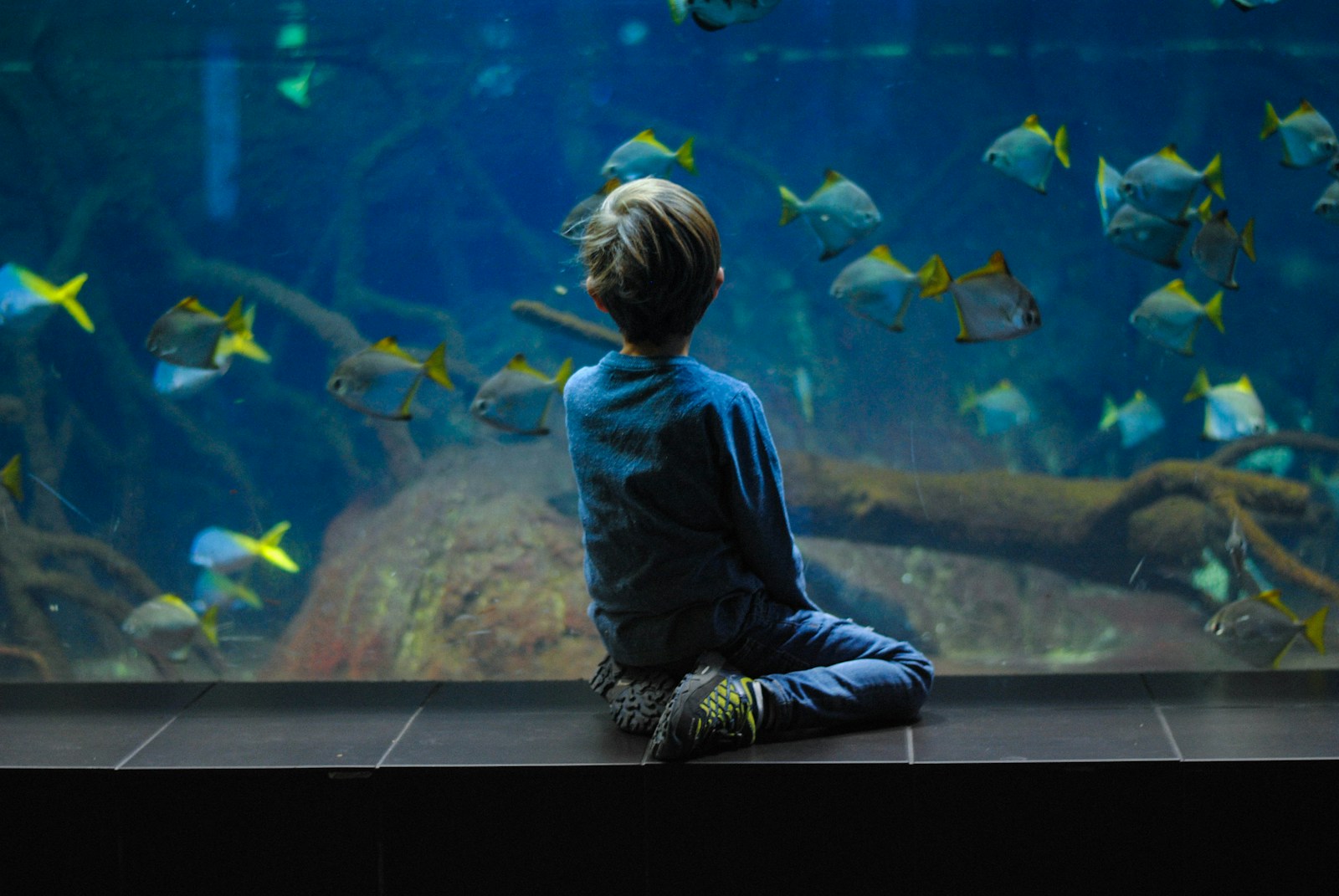 Child sitting on aquarium