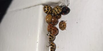 Ineens weer lieveheersbeestjes in huis? Dit is het het komt