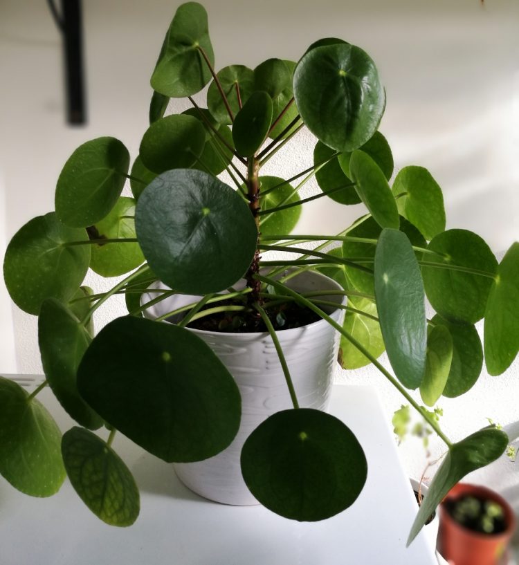 pannenkoekenplant - Info Vandaag