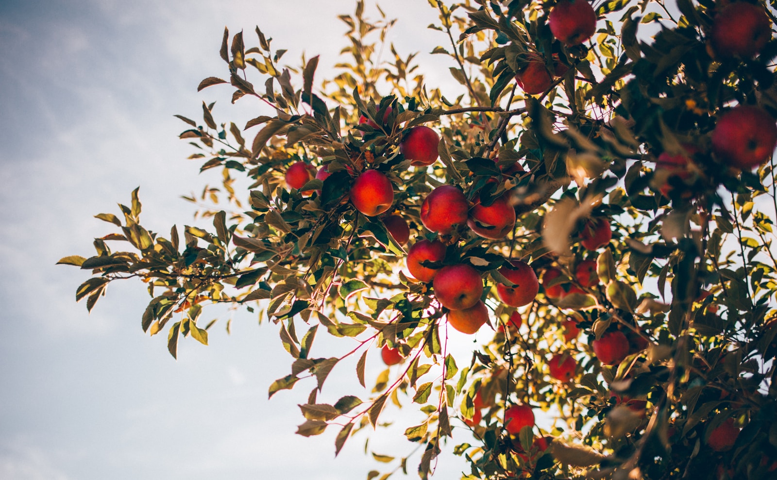 Apple tree over sun light and clouds