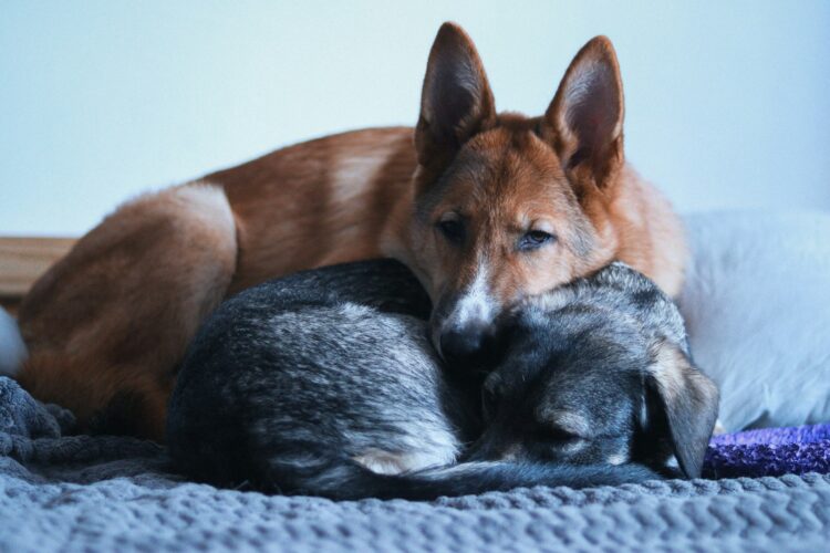 A dog and a cat cuddle together on a bed