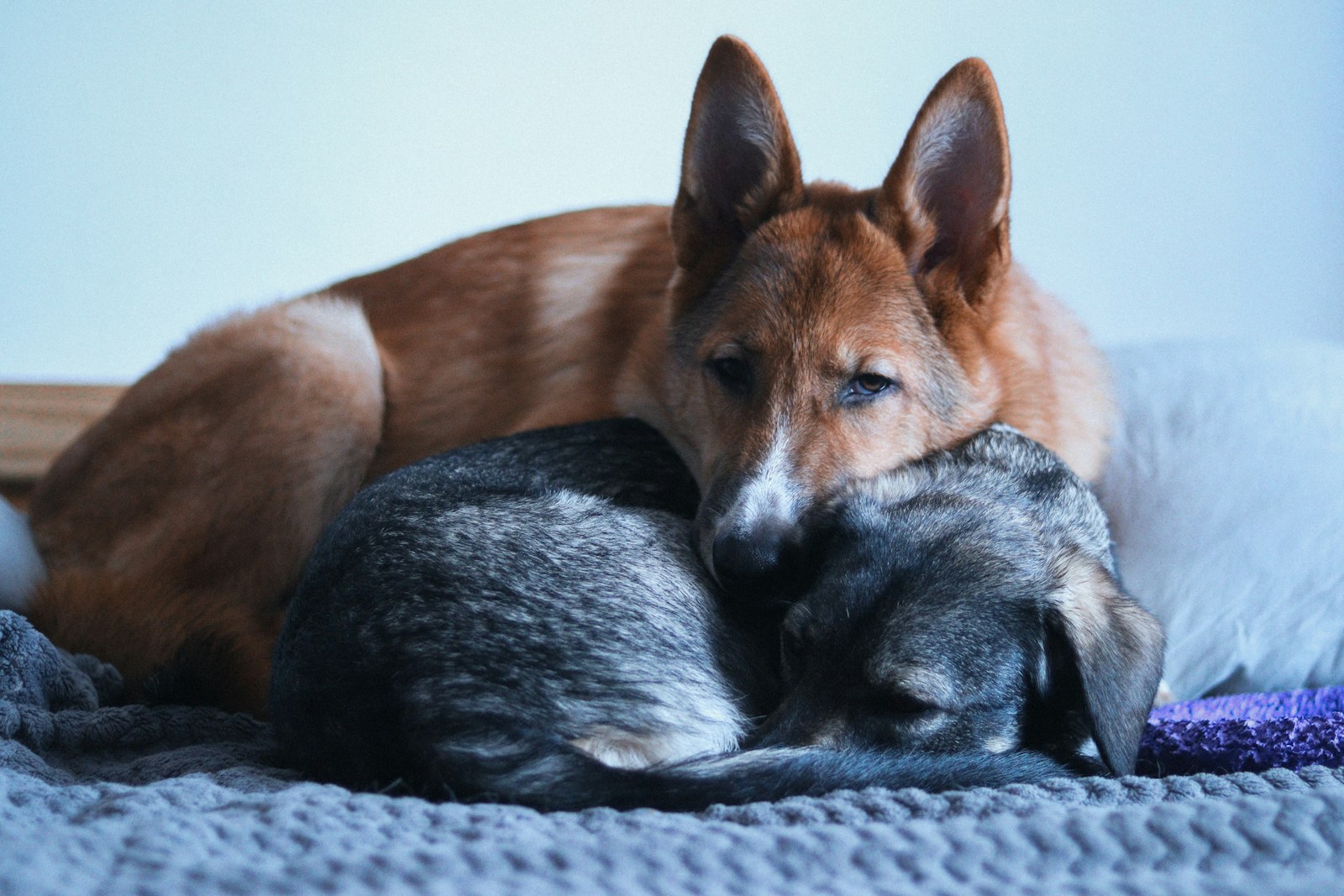 Photo by anotherxlife - Info Vandaag A dog and a cat cuddle together on a bed