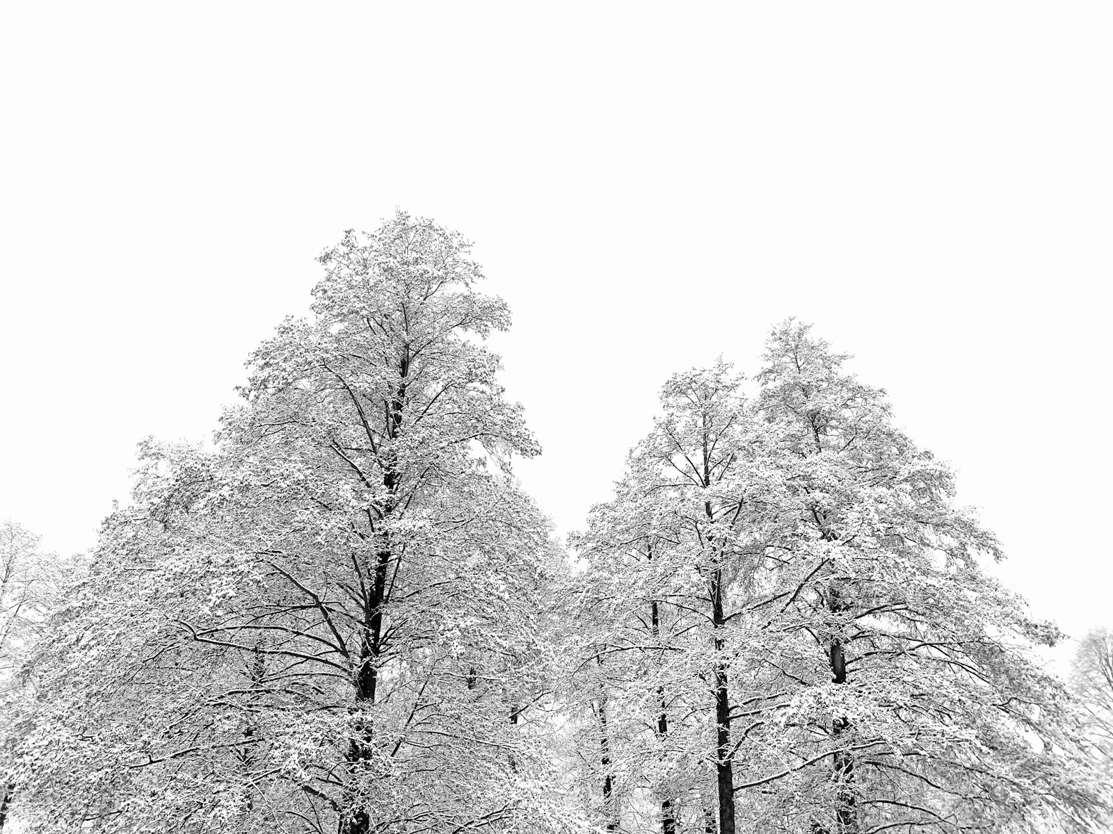 A black and white photo of snow covered trees