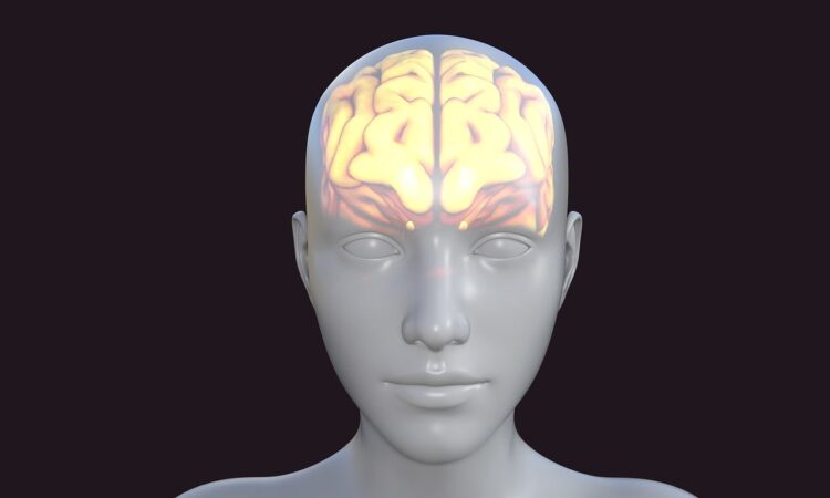 Human brain avatar biology thoughts knowledge person head think thinking human brain mind brain brain brain brain human brain human brain human brain human brain human brain